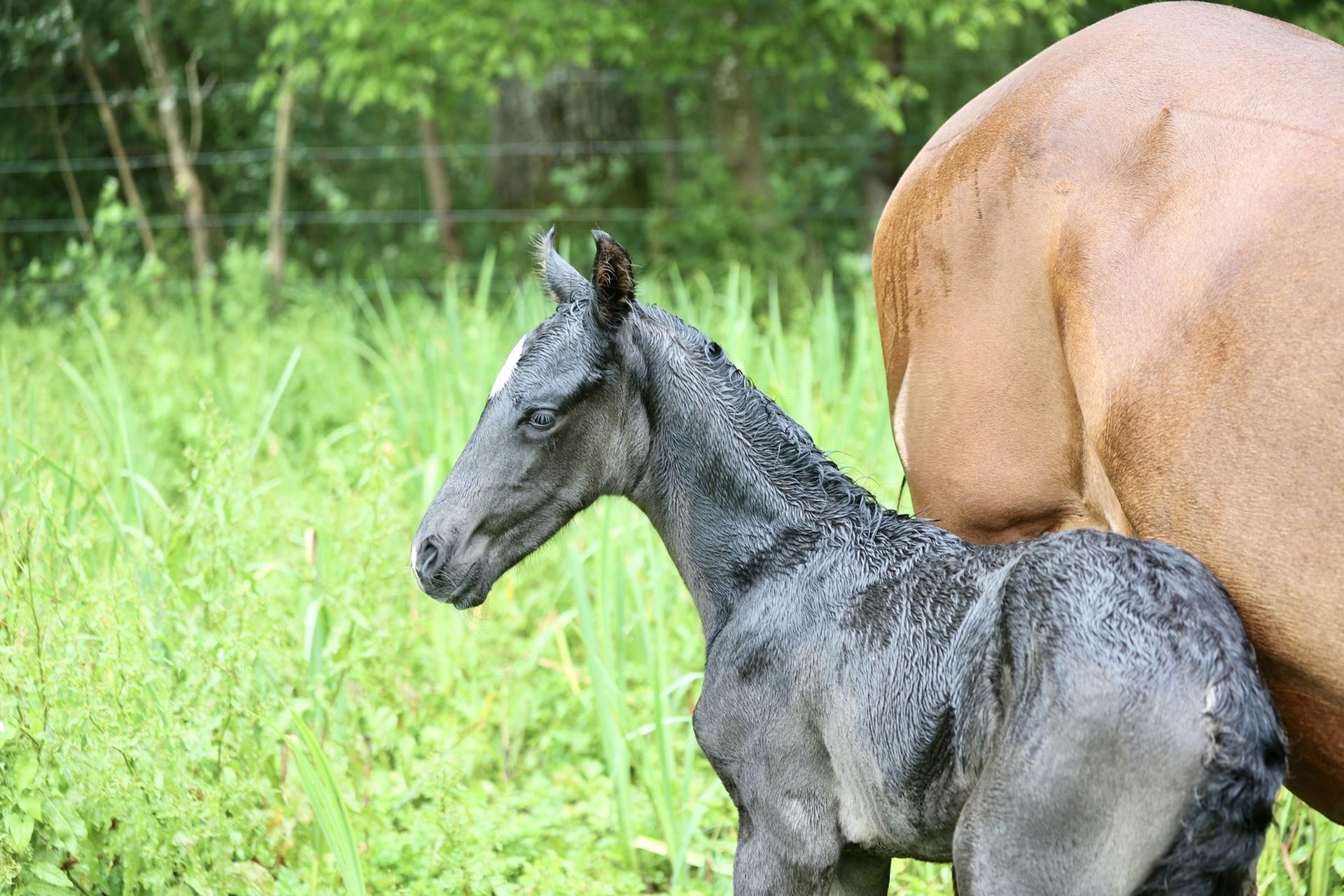 View of a Horse and a Foal on a Pasture
