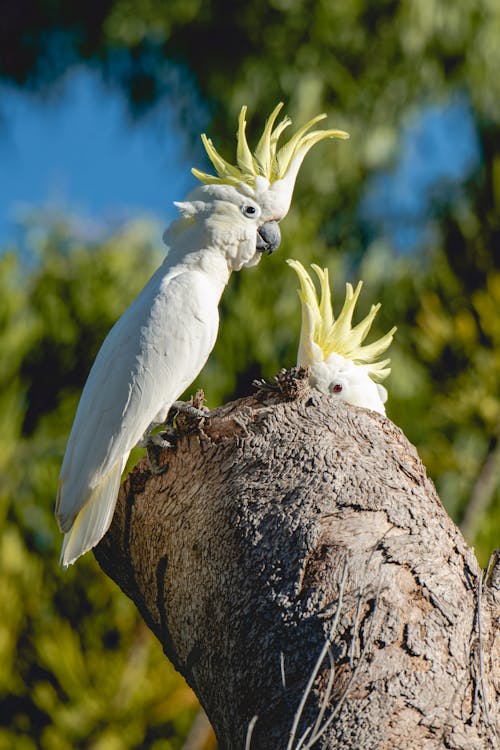 Fotobanka s bezplatnými fotkami na tému kakadu žltý chocholatý, vtáky, zväčšenie