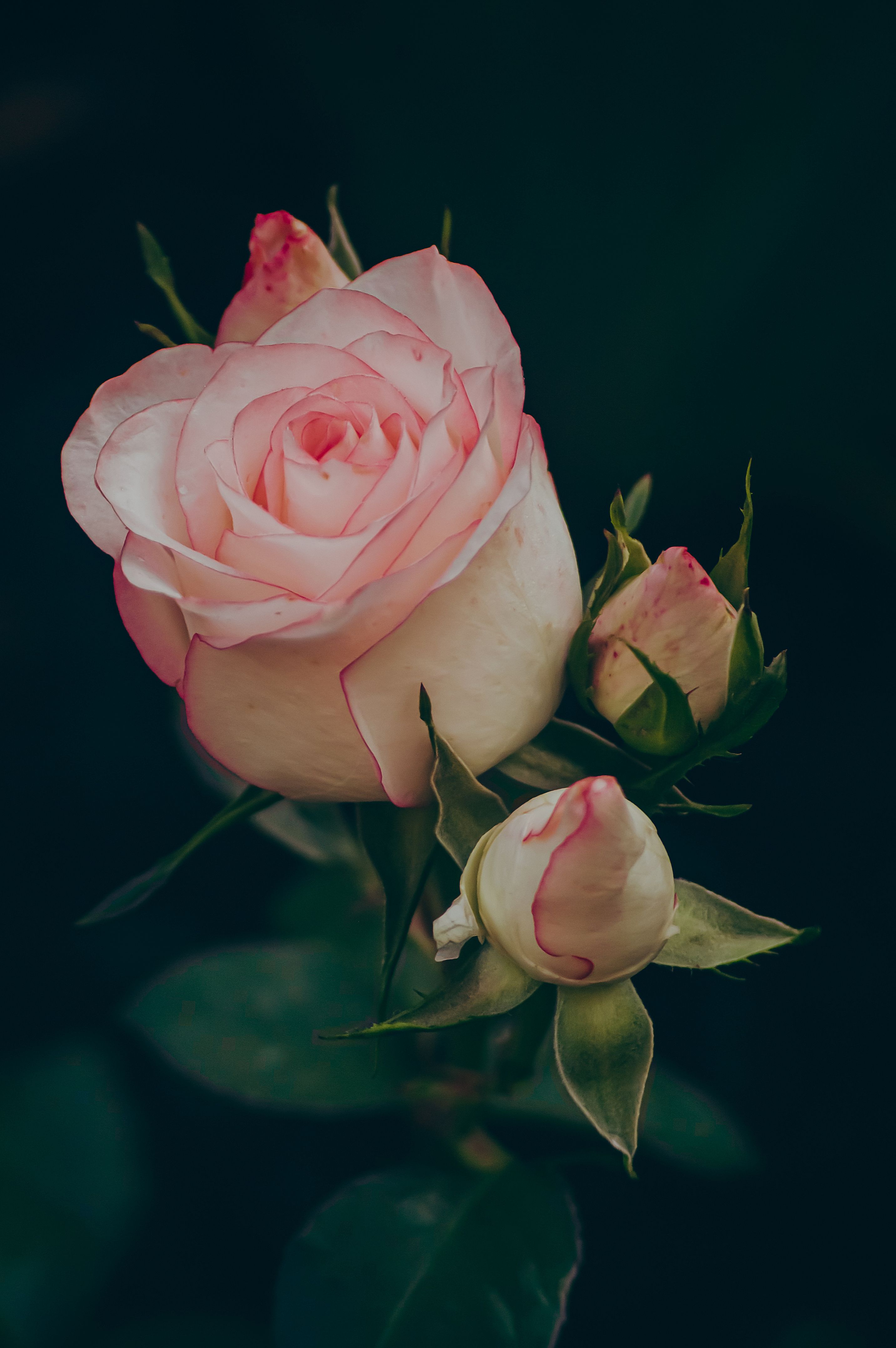 Selective Focus of Pink Roses · Free Stock Photo