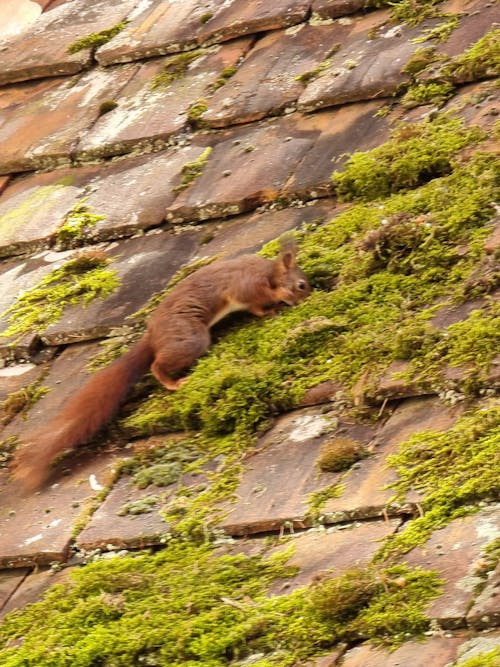 Imagine de stoc gratuită din eichhörnchen