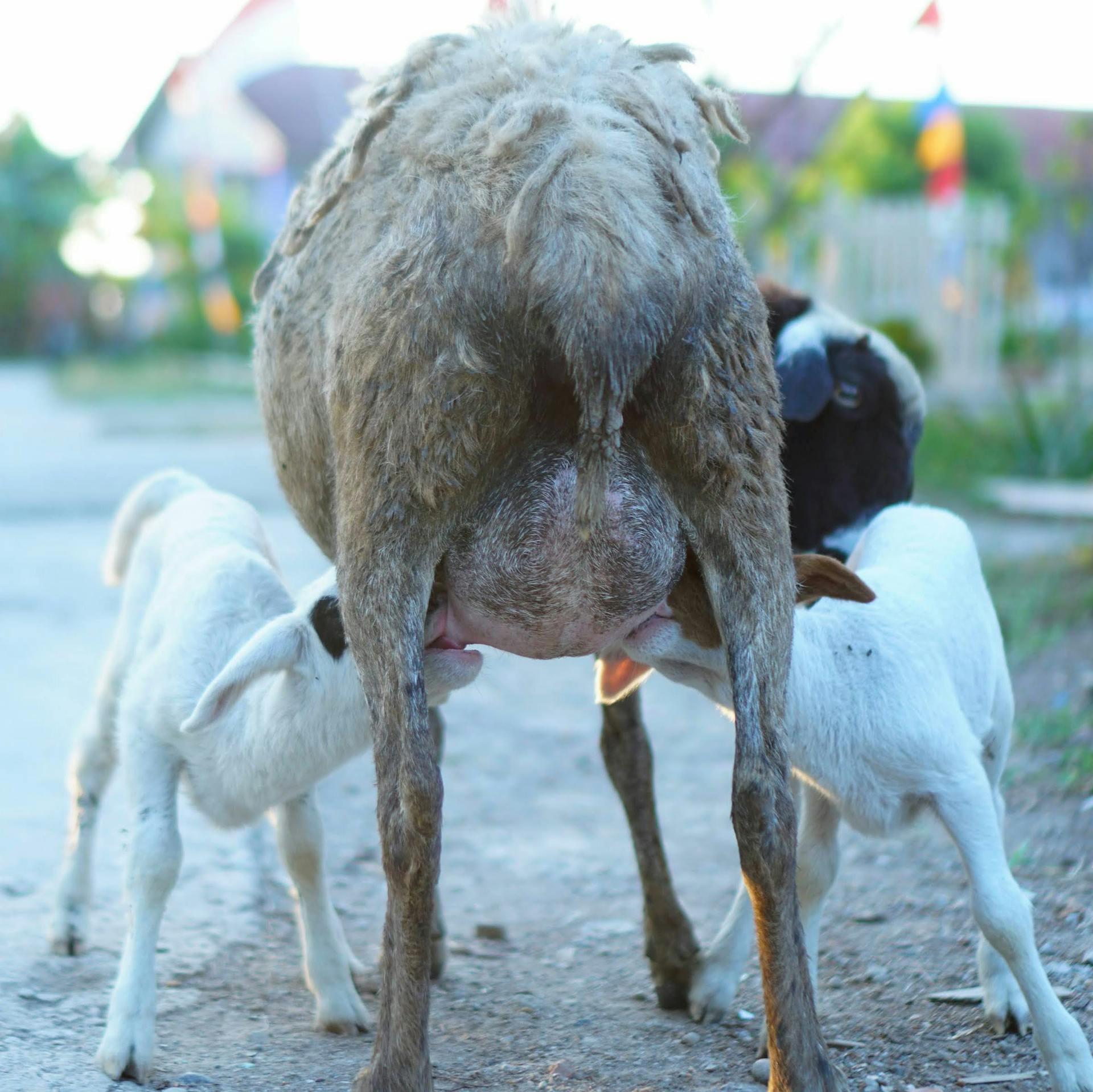 A mother goat nursing her kids on a farm in rural Indonesia. Perfect for agricultural themes.