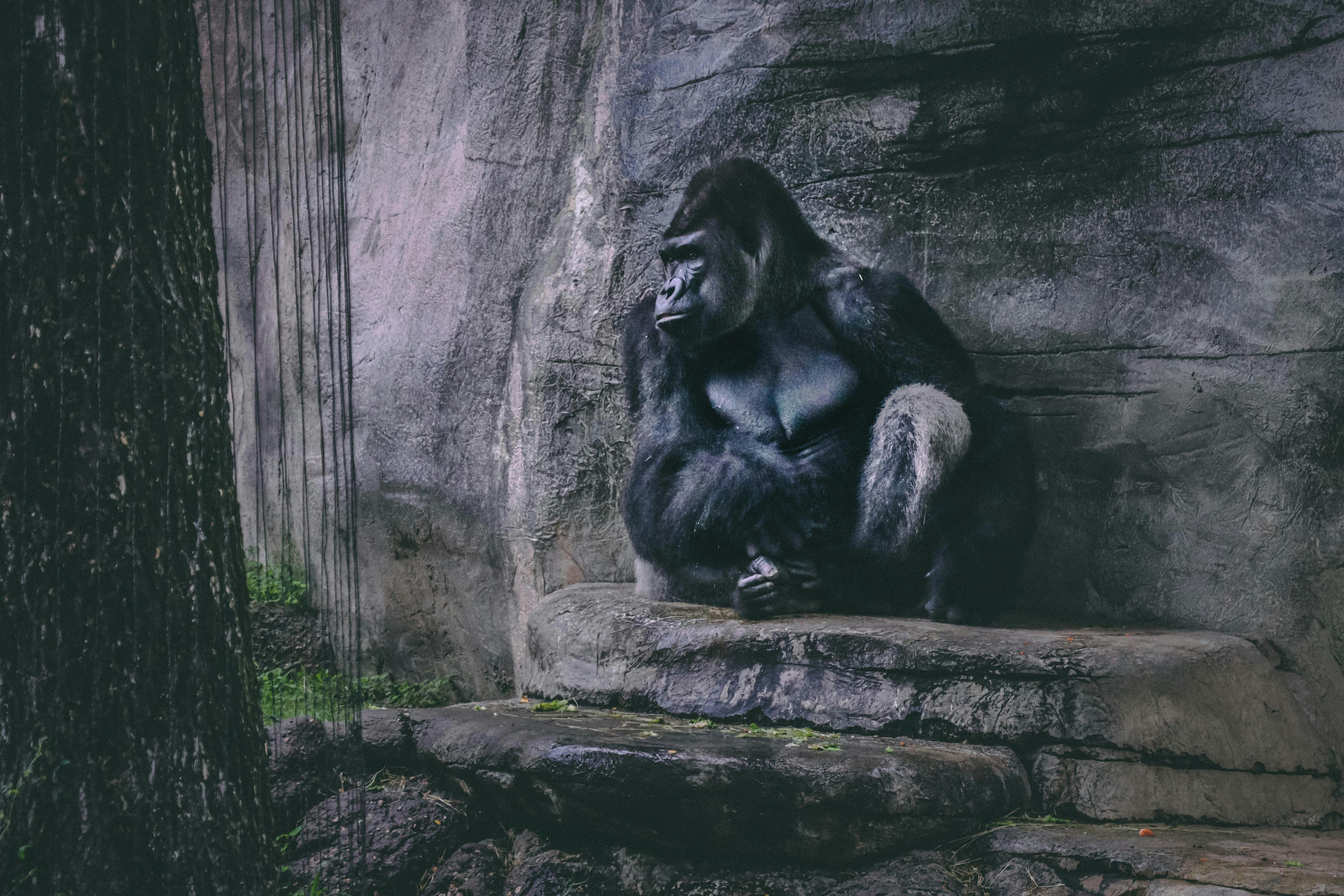 Download Gorilla wallpapers for mobile phone free Gorilla HD pictures