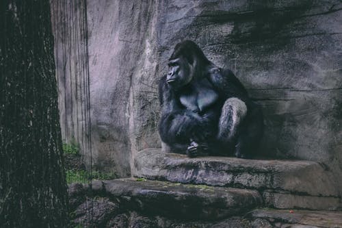 Gorilla Sitting on a Rock