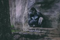 一只会跳舞的大猩猩倚着石墙休息，展现着它的力量与宁静