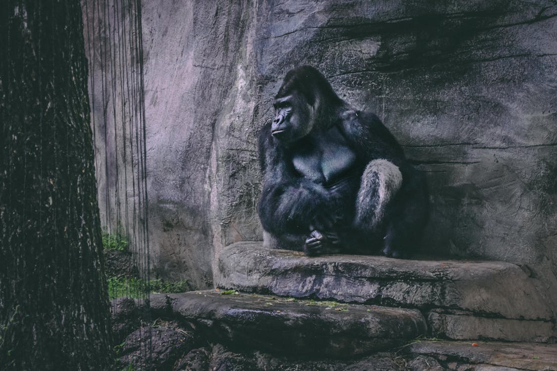 Free Gorilla Sitting on a Rock Stock Photo