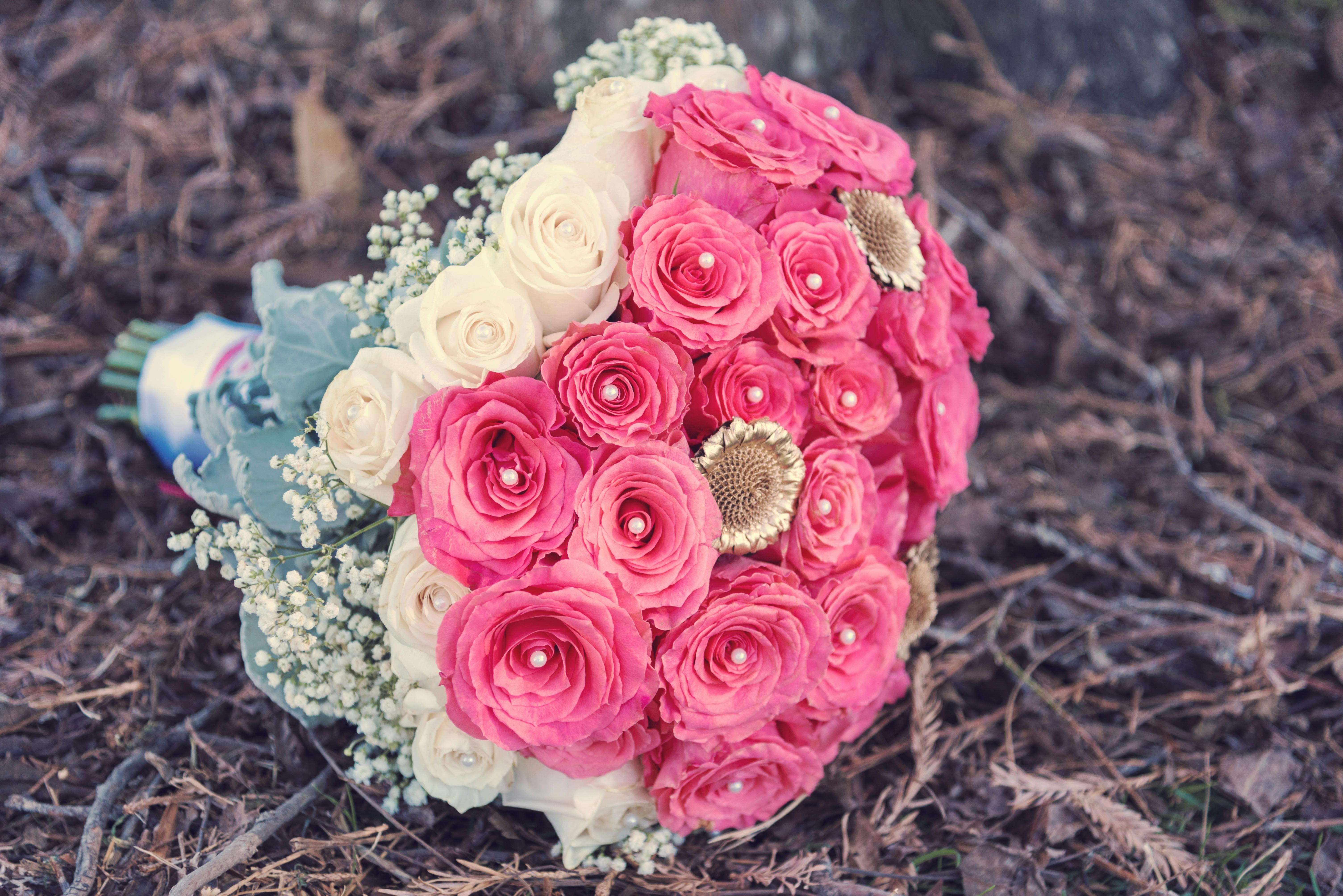 rose images pexels free stock photos