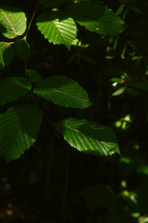 夏天, 弹簧, 春暖花开的季节 的 免费素材图片