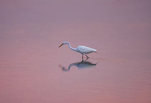 Foto d'estoc gratuïta de aigua, animal, au