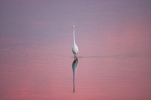 Hit me with Pink. Egret @ Twilight. 69° F. June 19 2024. Cove Island Park, Stamford, CT