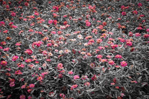 パーク, ピンクの花, 咲く花の無料の写真素材