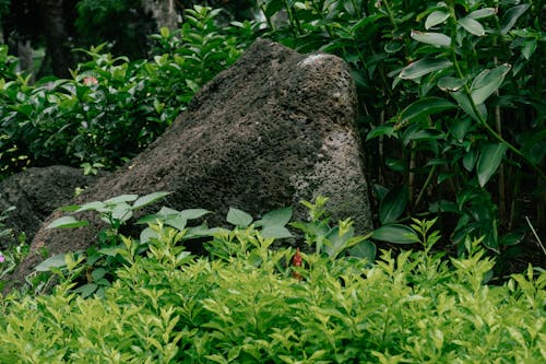 アジアの木, パーク, 大きな岩の無料の写真素材