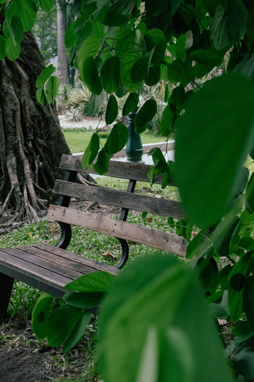 Free stock photo of park, wooden bench, wooden benches