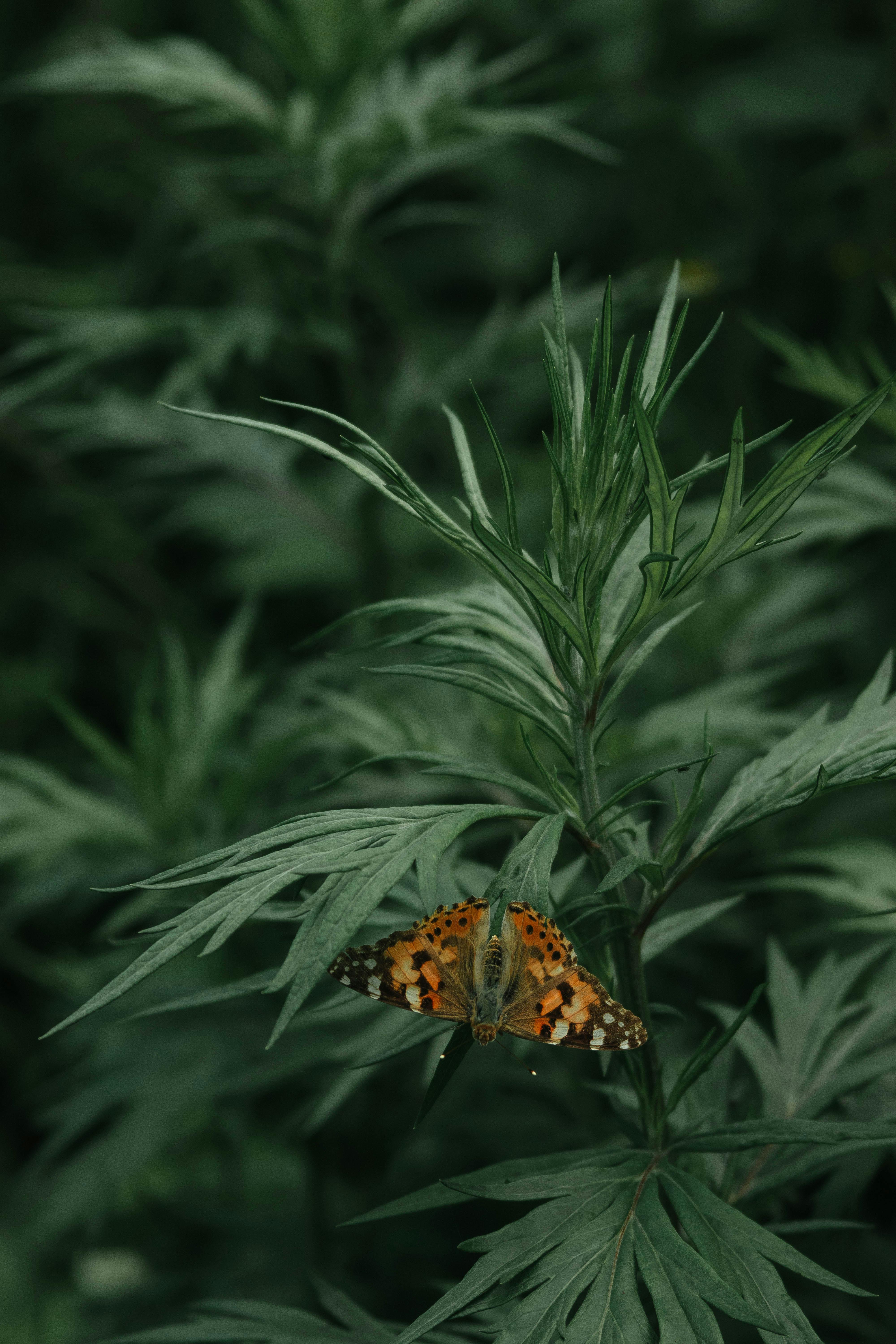 A striking butterfly rests on foliage, creating a serene nature scene.