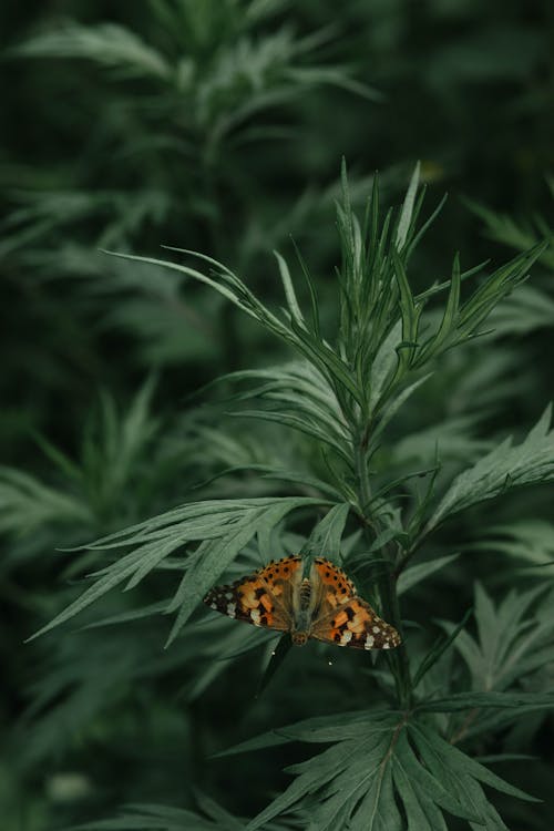Foto profissional grátis de borboleta, foco seletivo, folhas