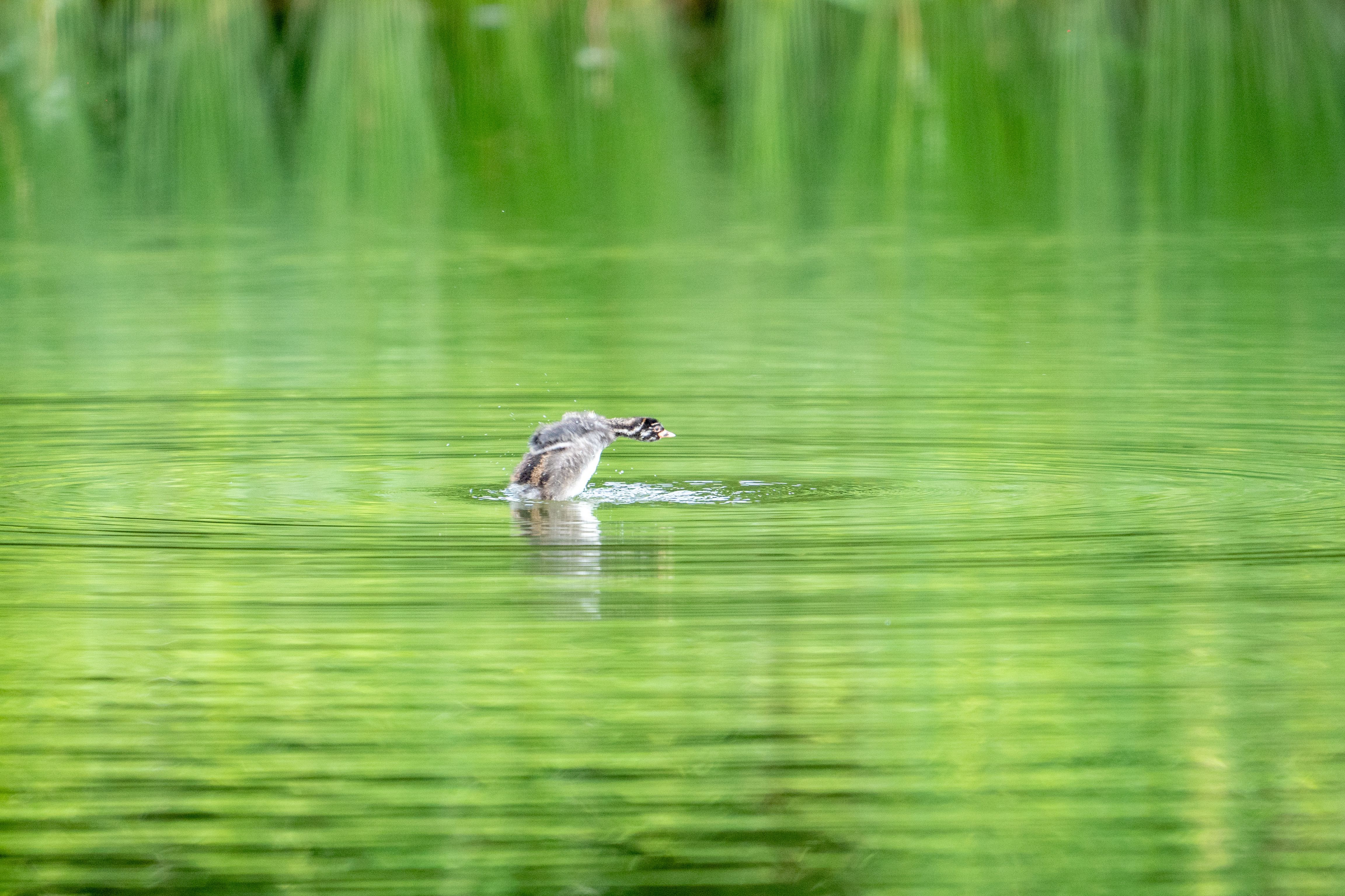 Close-up of a Bird in a Body of Water · Free Stock Photo