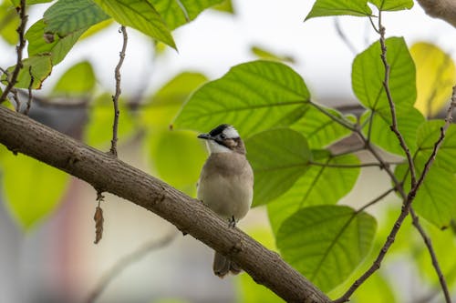 Gratis stockfoto met aviaire, beest, birdwatching