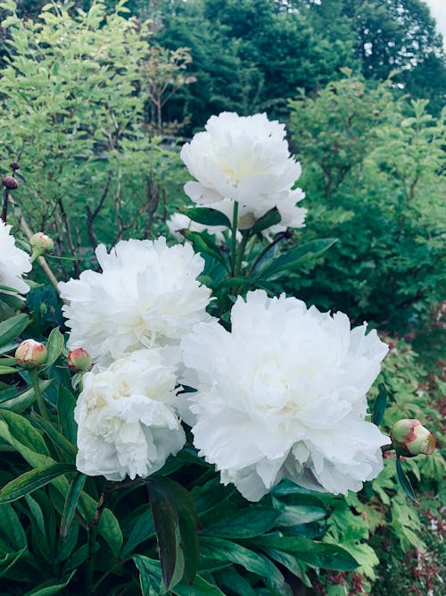 Fotos de stock gratuitas de @al aire libre, flor blanca, flora