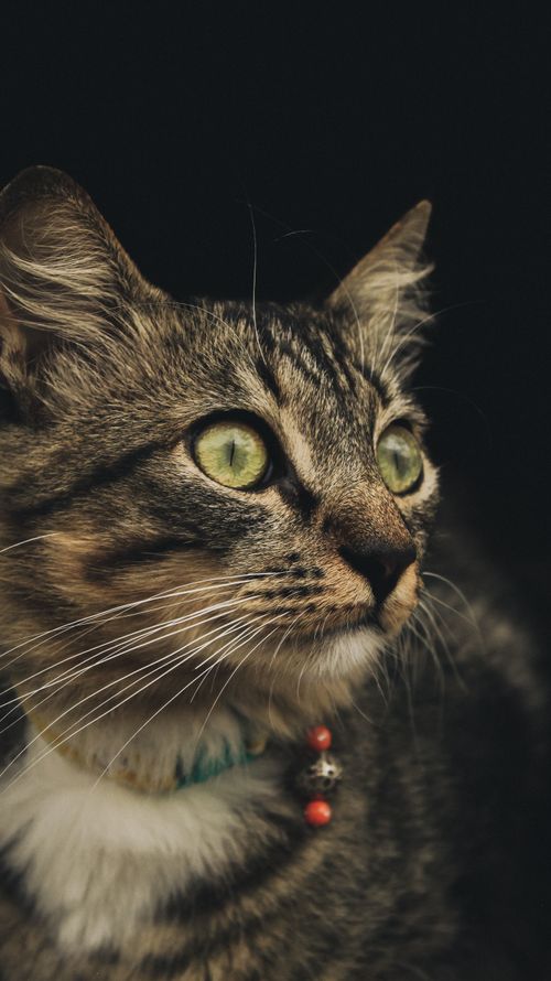 Free Intriguing portrait of a tabby cat with striking green eyes against a dark background. Stock Photo