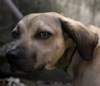 Close-up portrait of a contemplative brown dog outdoors in Mexico, capturing its soulful expression.