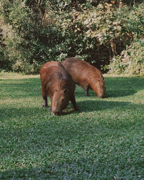 Foto profissional grátis de animais, animais selvagens, arbustos