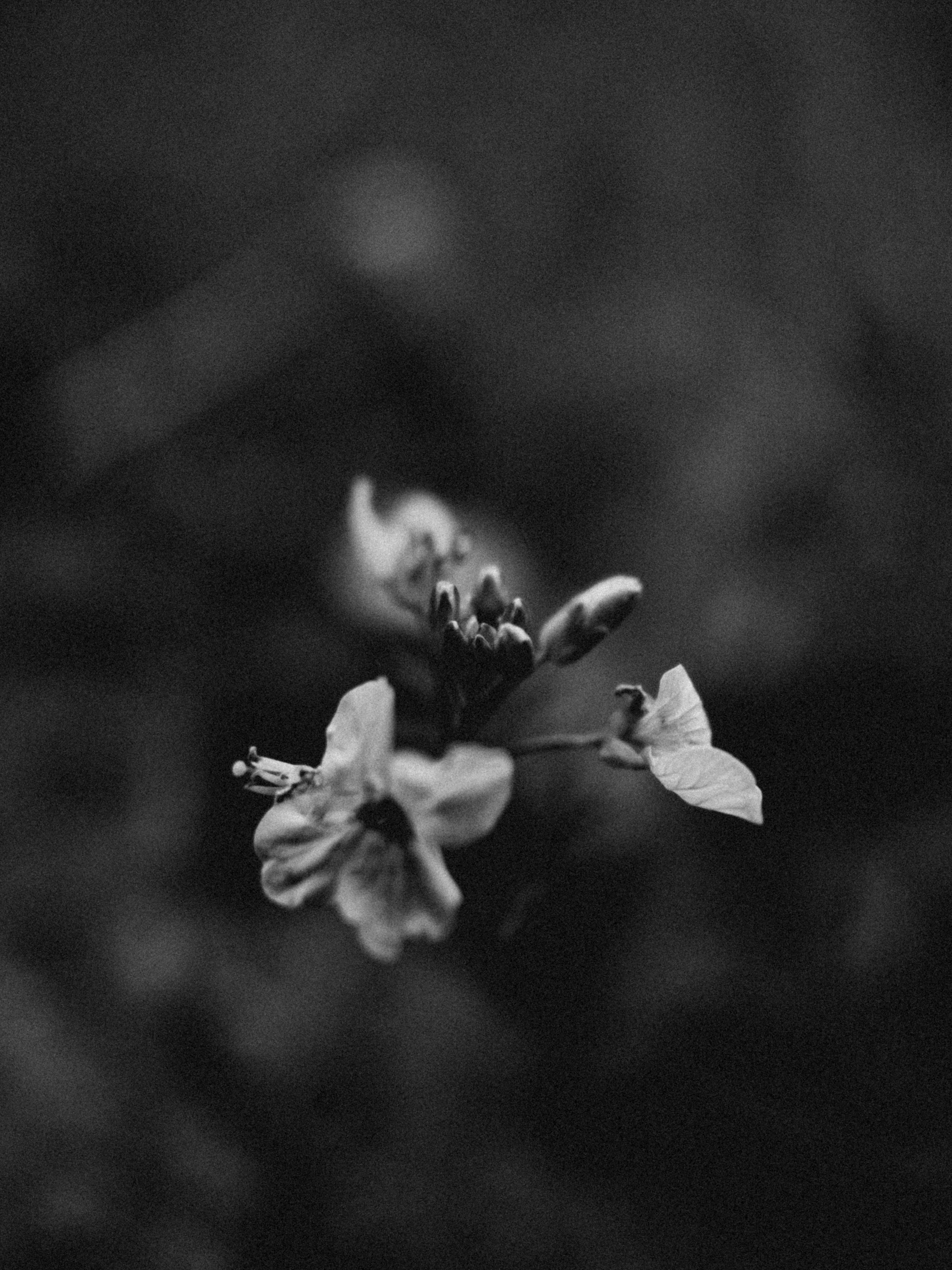 A close-up black and white photograph of delicate flowers with blurred background.