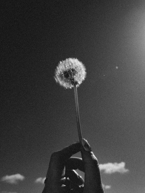 Free stock photo of black and white, dandelion