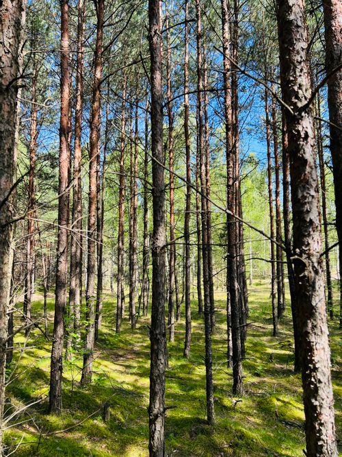 Free Sunlit forest scene in Kraków, Poland showcasing tall trees and vibrant greenery. Stock Photo