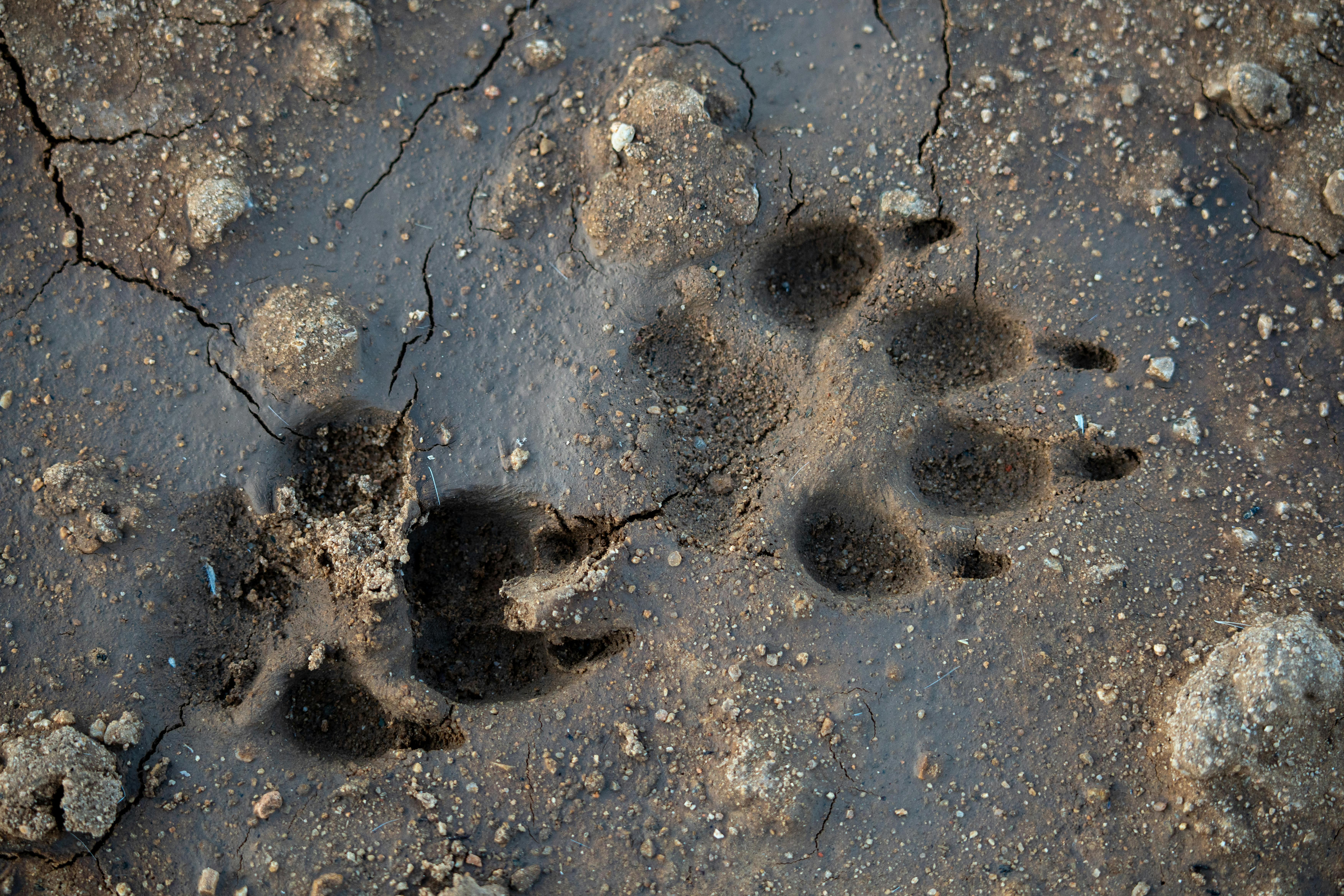 Close-up of Dog Paw Prints in the Mud