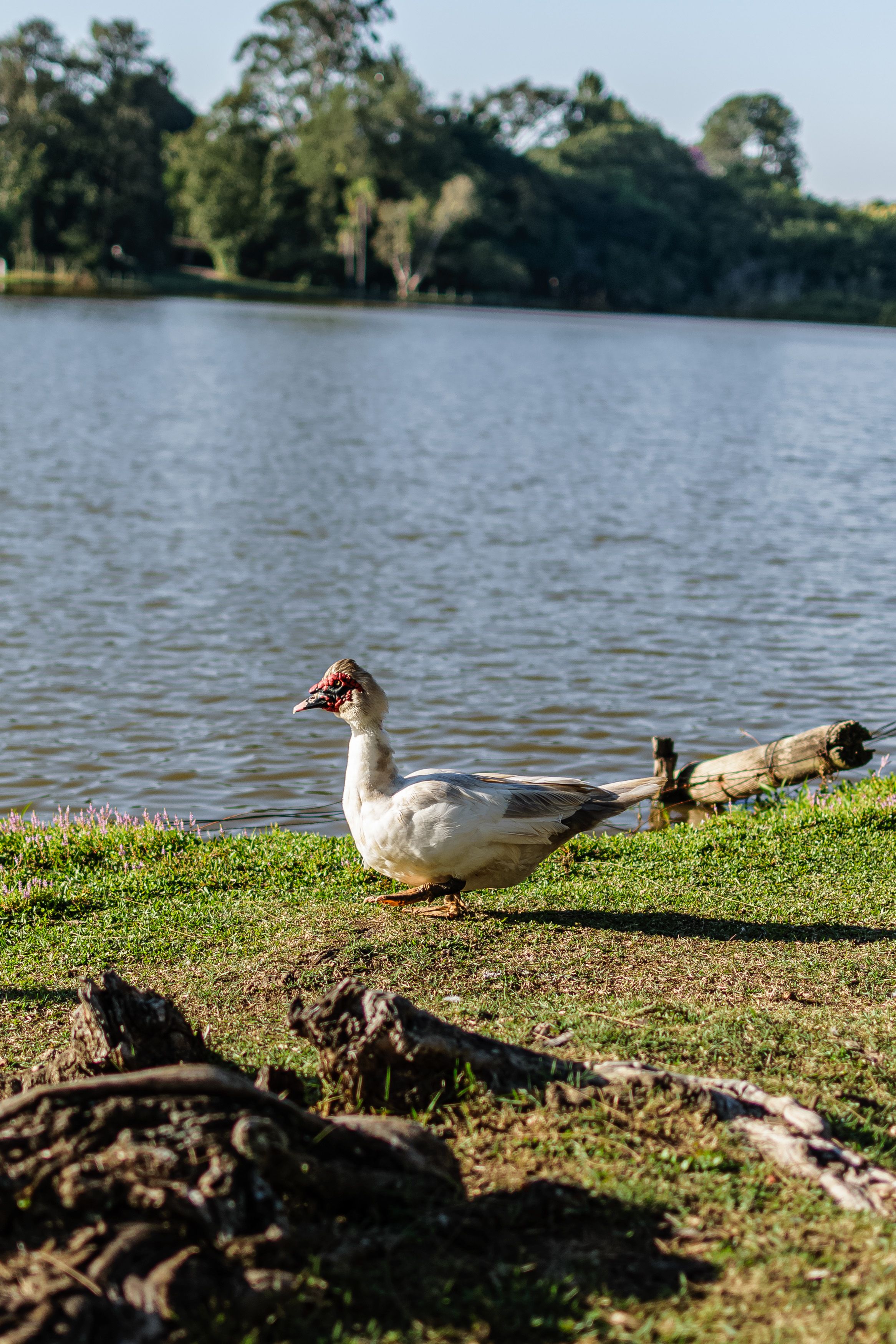 Muscovy duck walking by a lake surrounded by greenery on a sunny day.