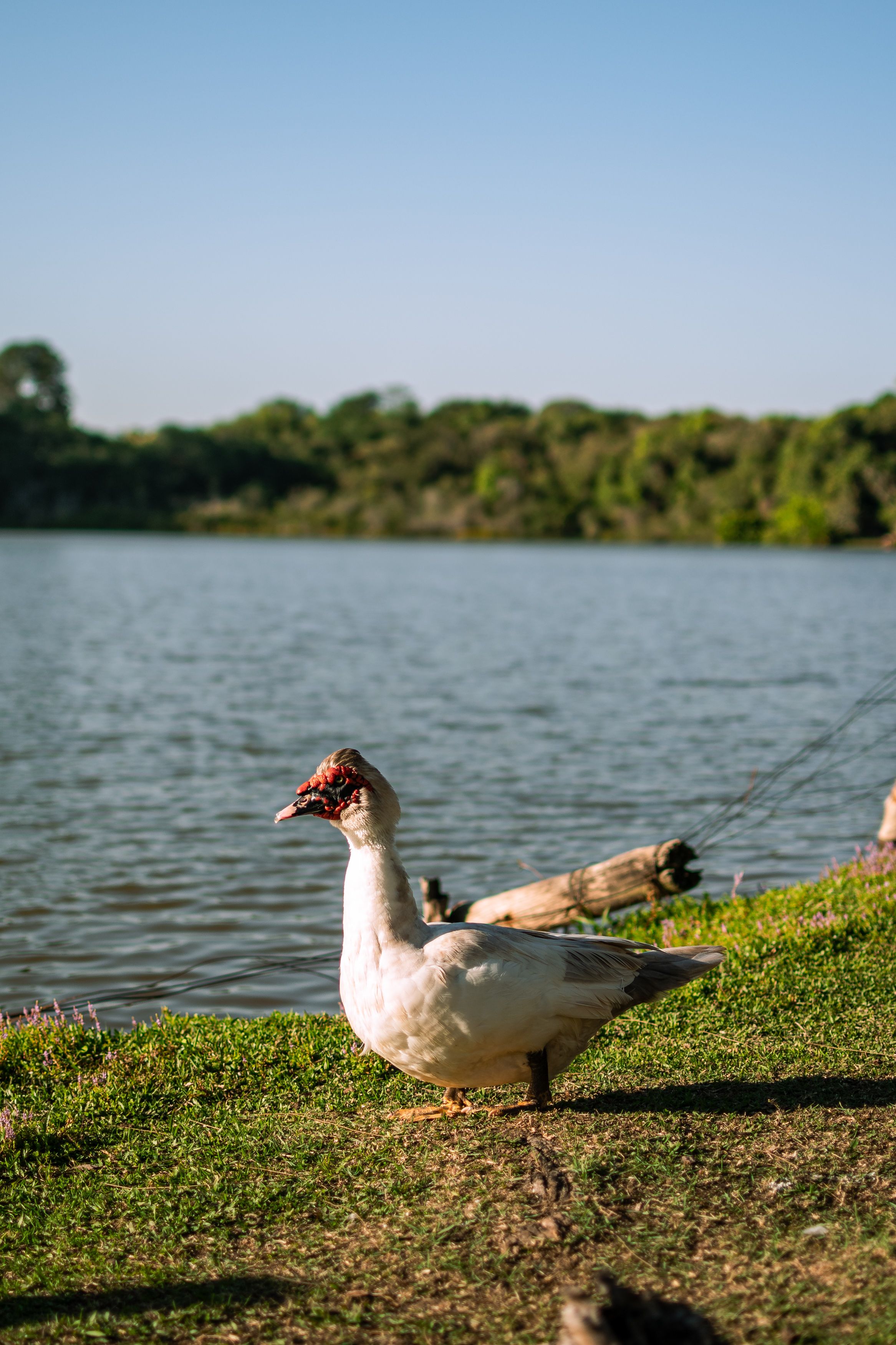 A Muscovy duck stands by a serene lakeshore amidst lush greenery, basking in the sunlight.