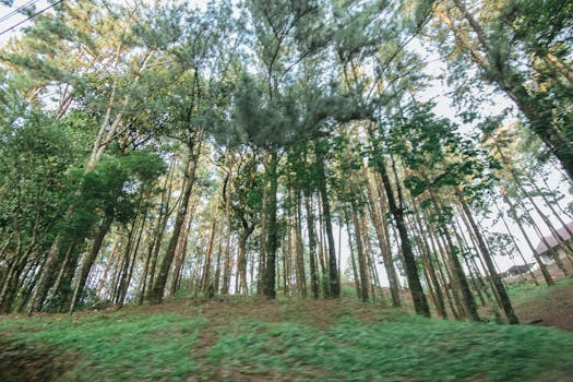 Vibrant forest scene with towering trees and lush greenery, perfect for nature backgrounds.