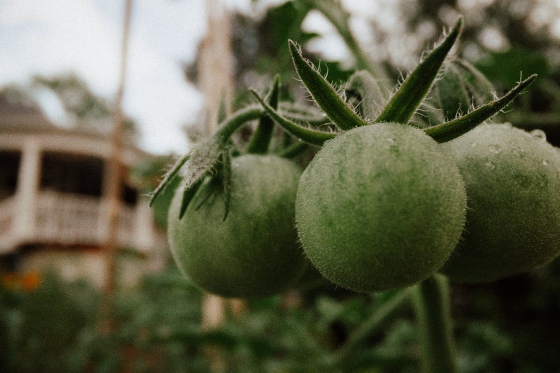 花園 的 免费素材图片