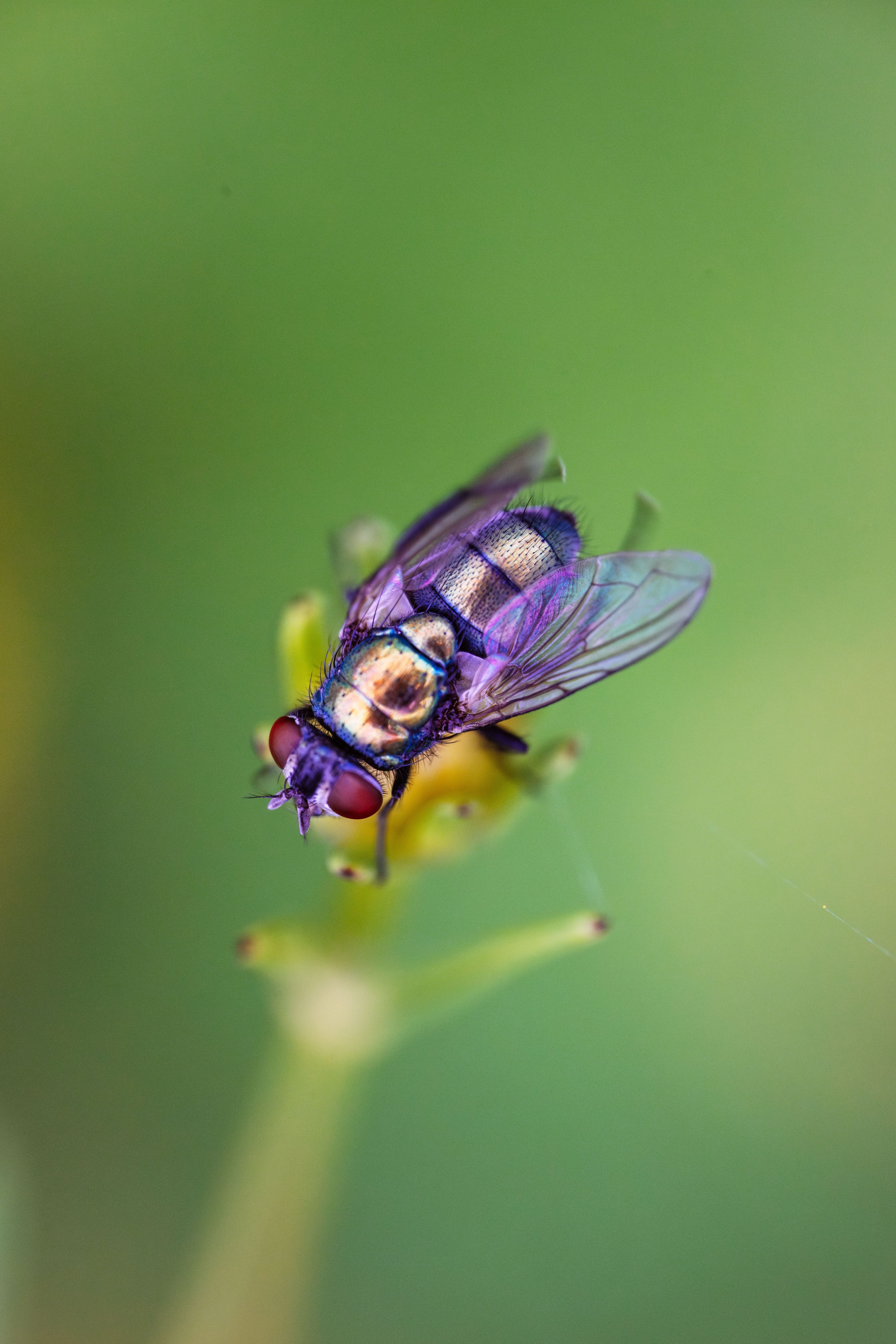Colorful Fly Sitting on a Plant · Free Stock Photo