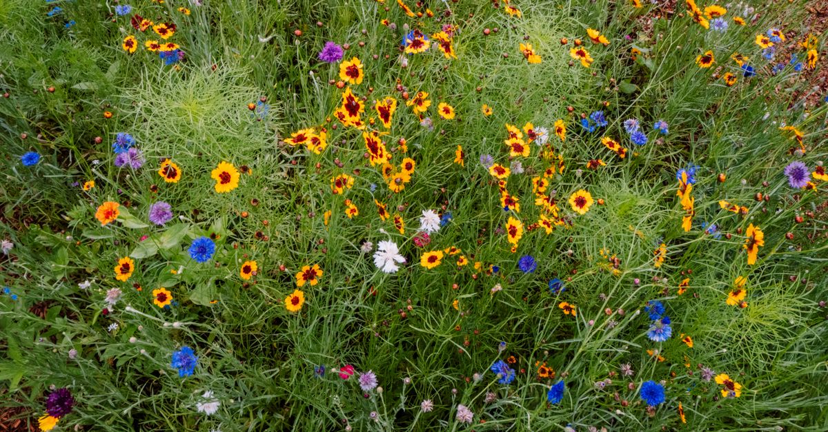 Guide Complet pour Cultiver des Légumes Écologiques