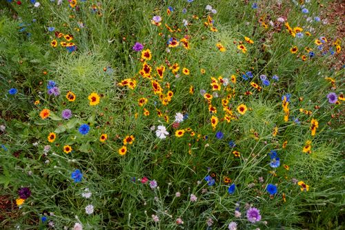 Free A lush meadow carpeted with colorful wildflowers, showcasing nature's vibrant palette under daylight. Stock Photo