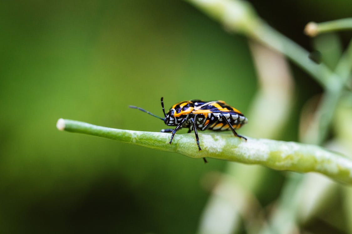 Foto stok gratis kebun