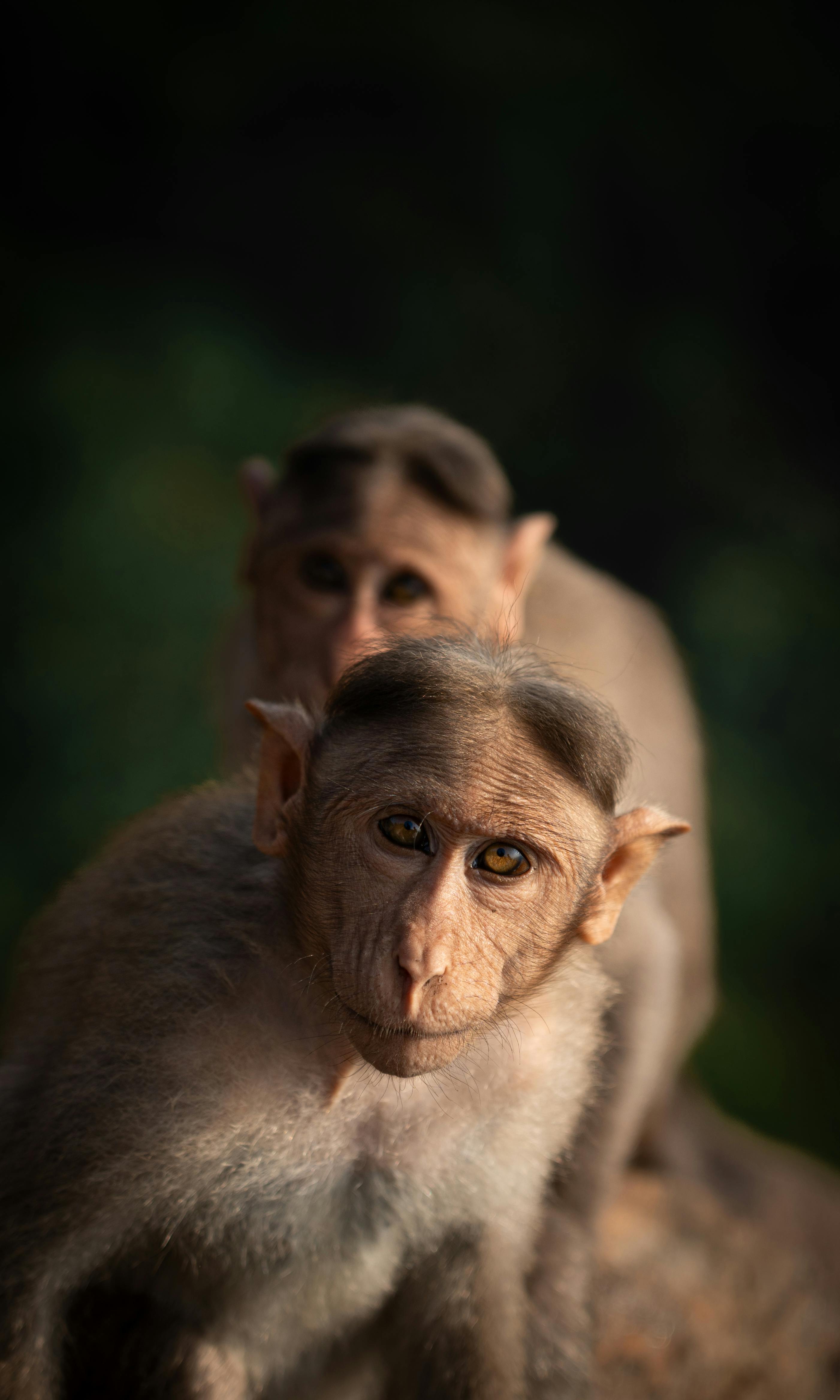 Two Monkeys in the Wild · Free Stock Photo