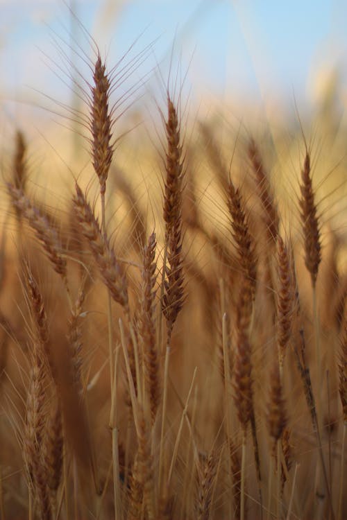 Безкоштовне стокове фото на тему «Борошно, жито, зернові»