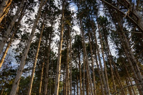 Free Capture of tall pine trees reaching skyward in a peaceful woodland in Weaver, MN. Stock Photo