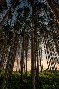 Tall pine trees in Weaver, MN forest at sunset, showcasing natural beauty and tranquility.