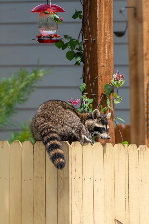 Gratis stockfoto met aanbiddelijk, beest, blad