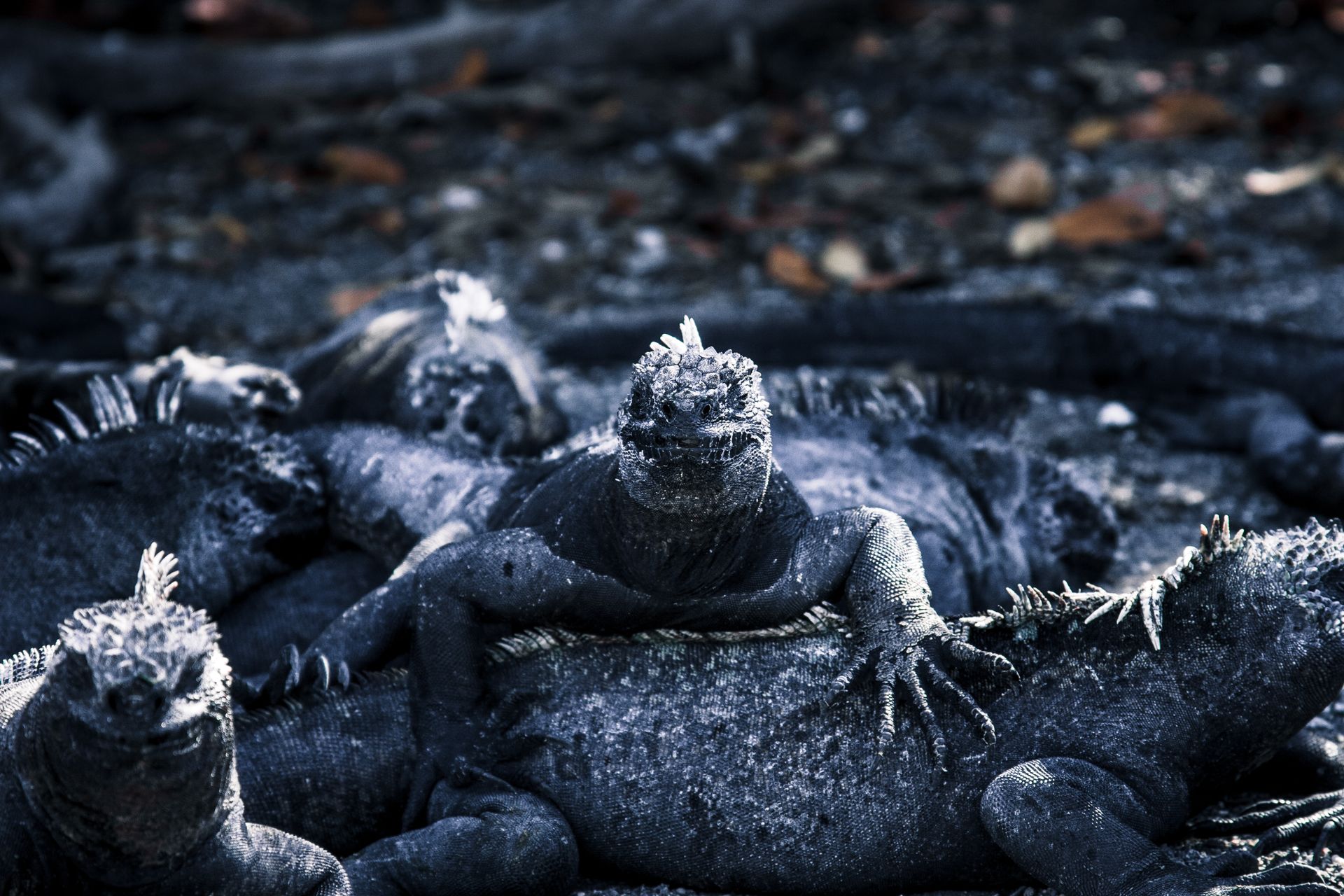 Marine iguanas resting on volcanic rocks in the Galapagos Islands showcasing unique wildlife behaviors.