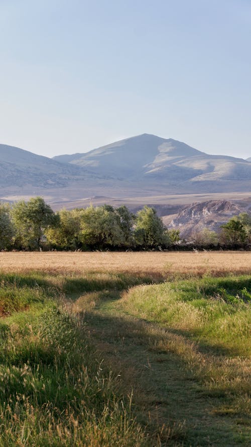 Kostenloses Stock Foto zu außerorts, baum, berg