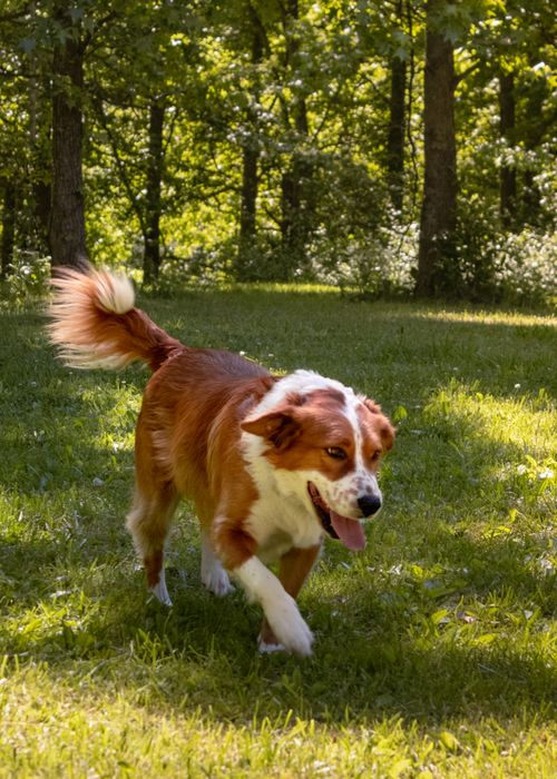 Free Border Collie running joyfully on a sunny day in a lush park. Stock Photo
