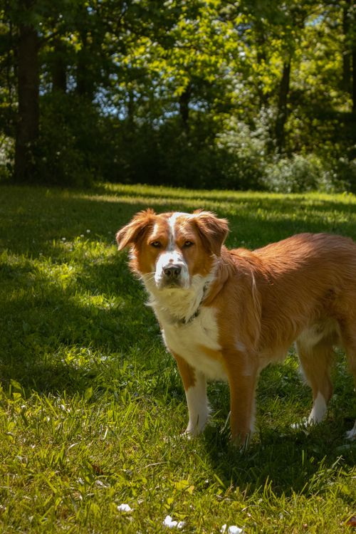 Free A Kooikerhondje dog stands on a green lawn in a sunlit park setting, showcasing a serene outdoor moment. Stock Photo