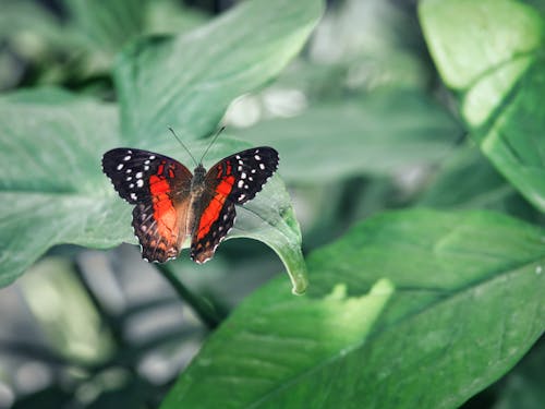 Darmowe zdjęcie z galerii z bezkręgowiec, biologia, delikatny