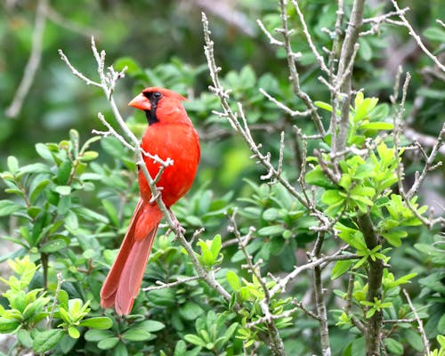 Kostnadsfri bild av fågel, manlig kardinal
