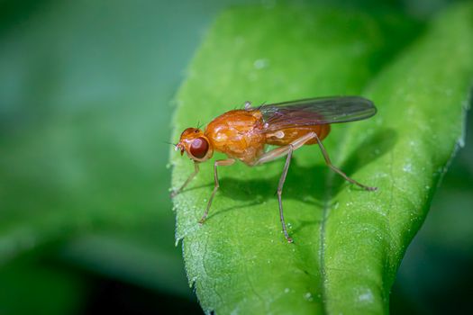 Photo by Erik Karits Macro shot of a fruit fly on a green leaf, highlighting its detailed features.