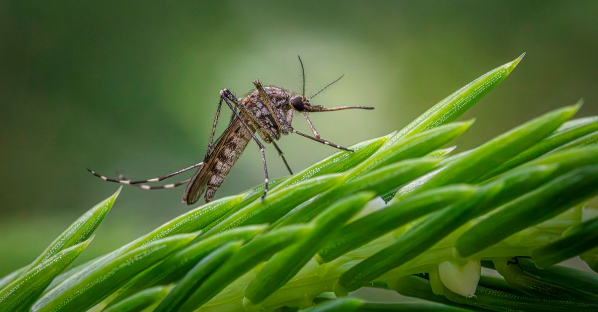 Dakshina Kannada Intensifies Malaria Surveillance Amidst Rising Cases, Focus on Migrant Workers