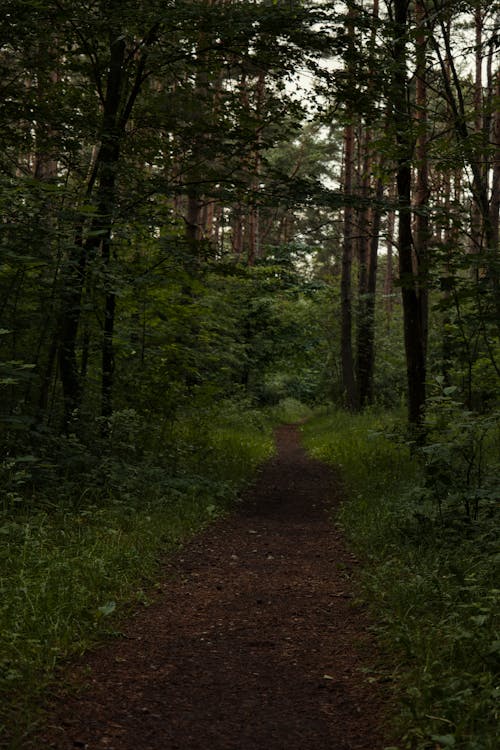 Gratis arkivbilde med fottur, grønn natur, grønn skog